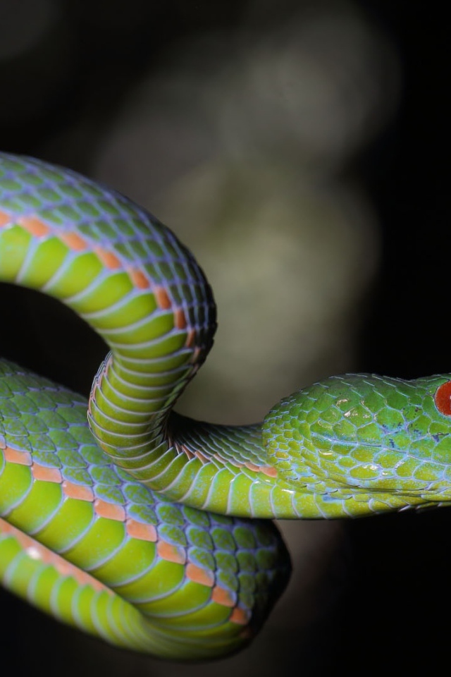 Зеленая гадюка с красными глазами на ветке