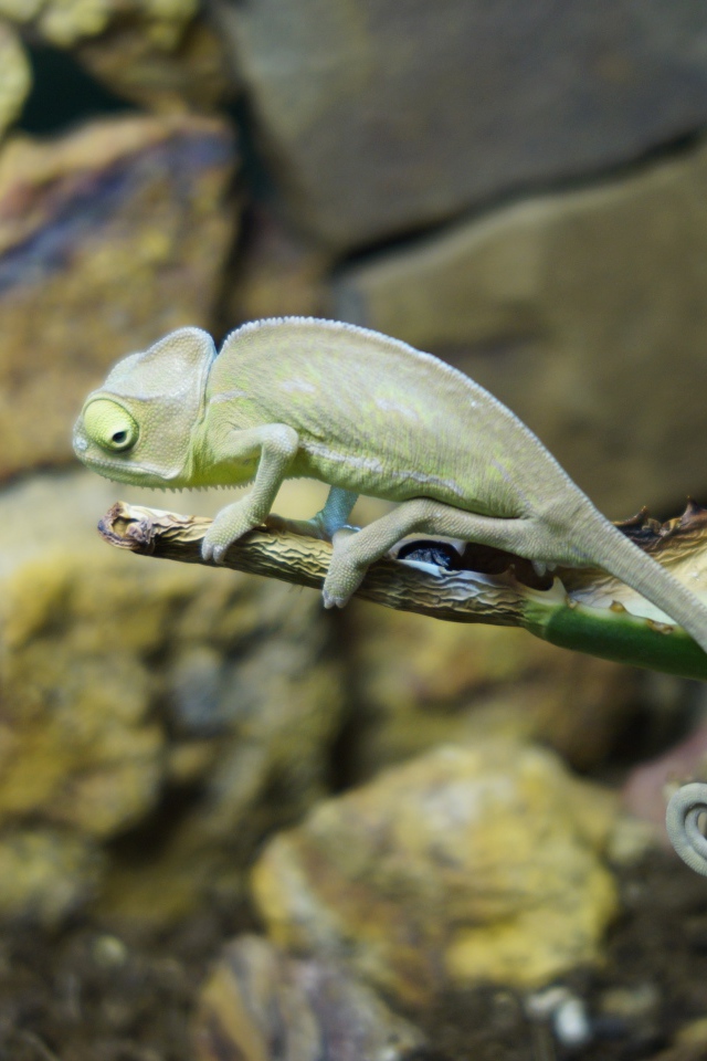 Зеленый хамелеон сидит на ветке алоэ