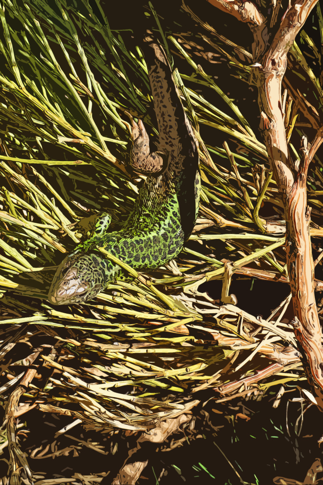 Зеленая ящерица в ветках 