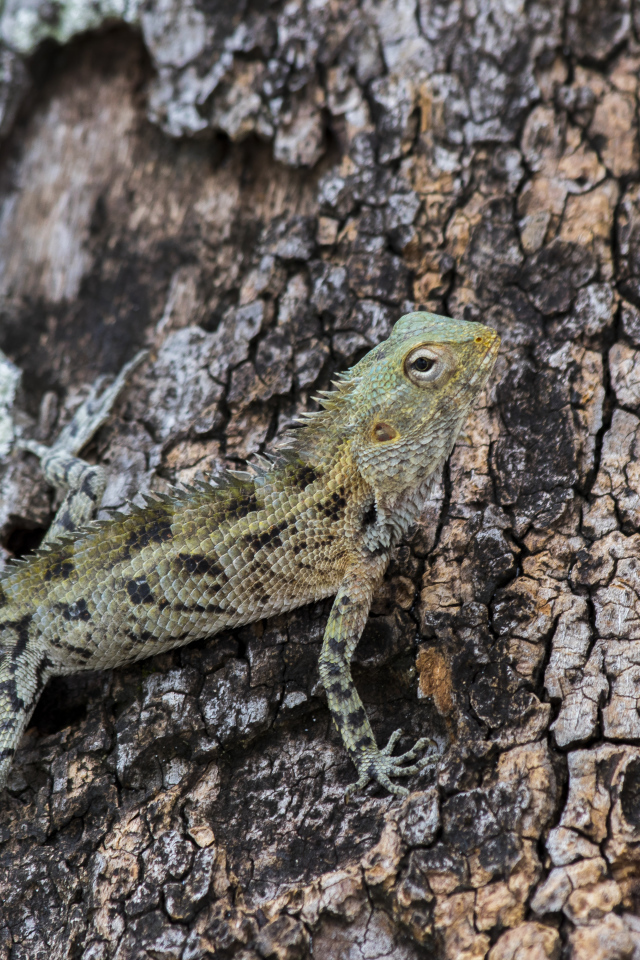 Маленькая ящерица сливается с деревом