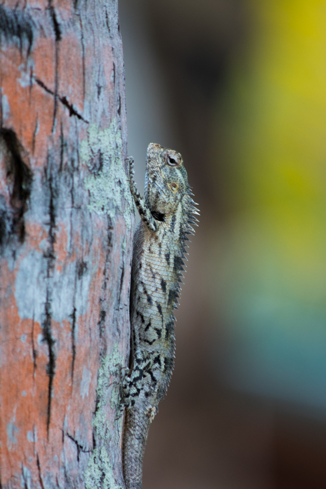 Маленькая ящерица на стволе дерева