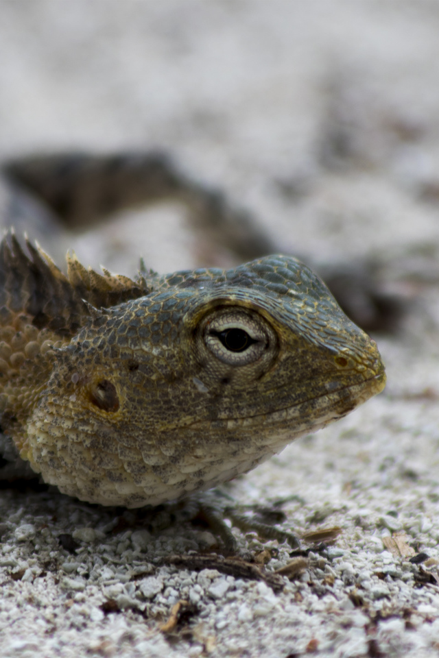 Ящерица с большими глазами на песке