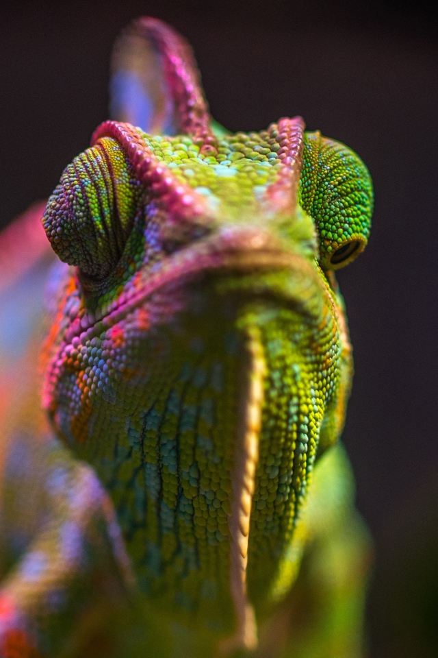 Разноцветный хамелеон крупным планом