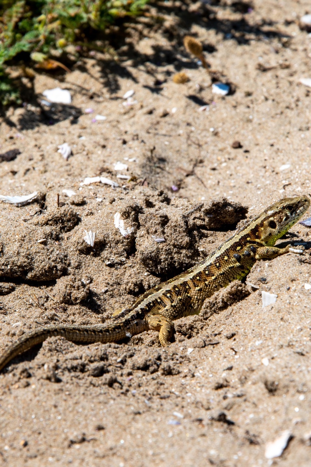 Маленькая быстрая ящерица на песке 