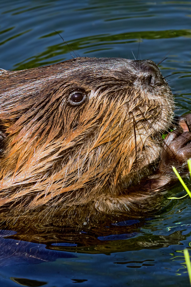 Большой бобр в воде грызет листву