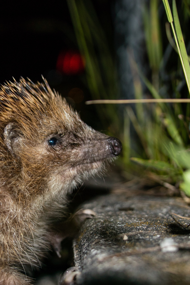 Большой колючий еж у зеленой траве