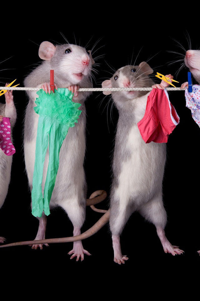 Четыре крысы развешивают белье на веревку