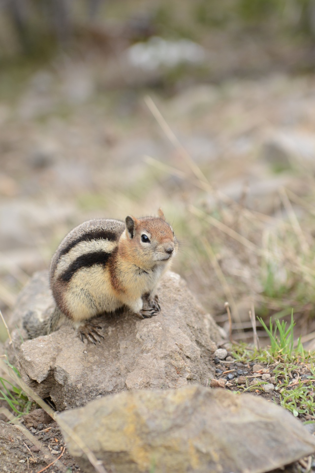 Маленький бурундук сидит на камне