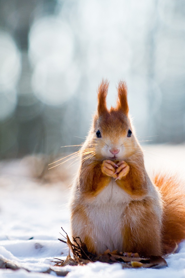 Рыжая белка грызет орех на снегу