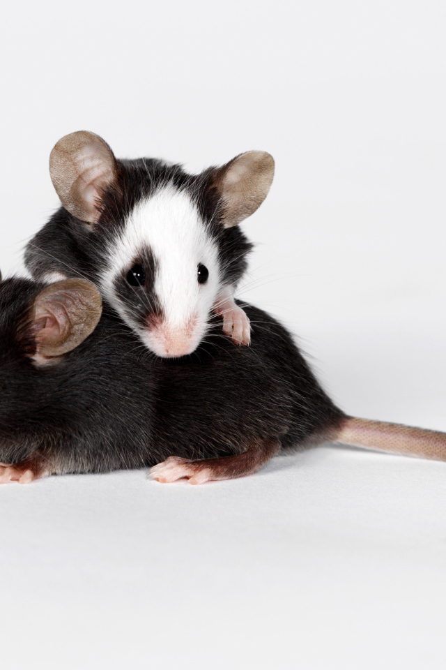 Two little rats on a gray background