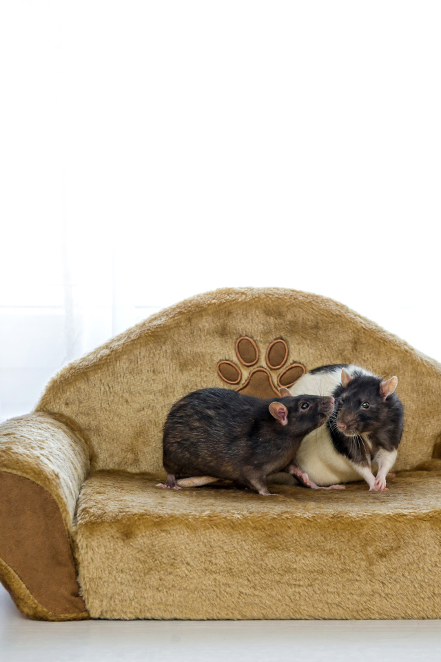 Две крысы на игрушечном диване
