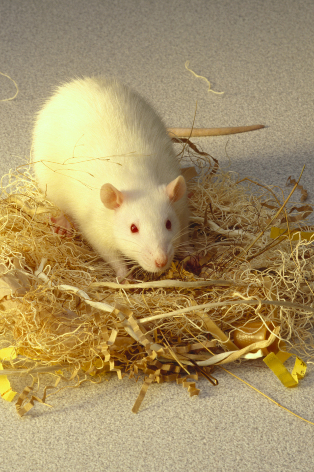 Белая крыса делает себе гнездо
