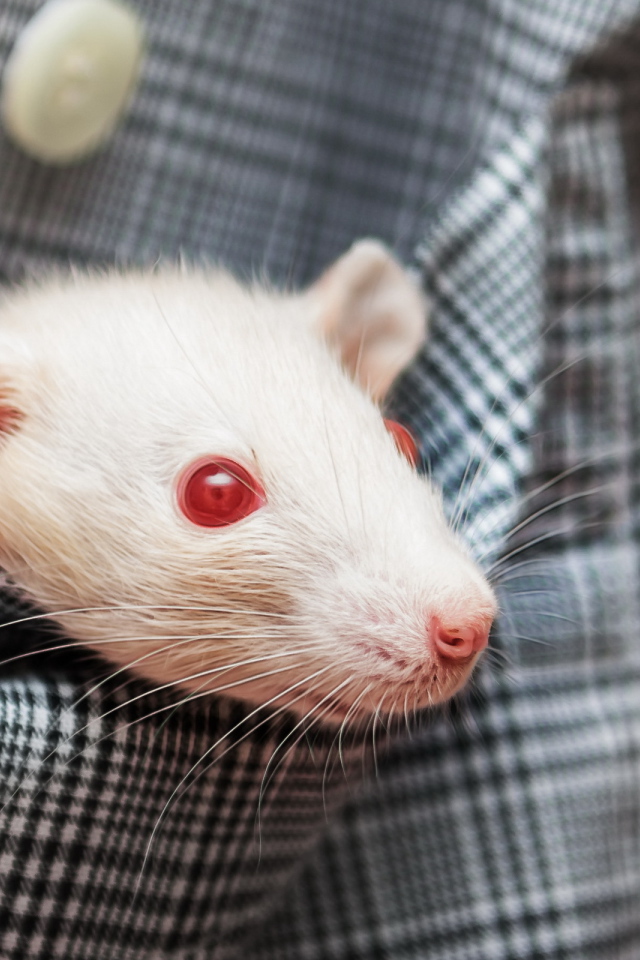 Белая крыса с красными глазами в кармане