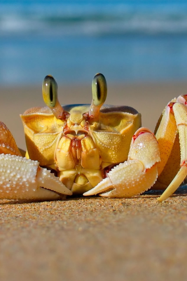 Большой краб ползет по песку 