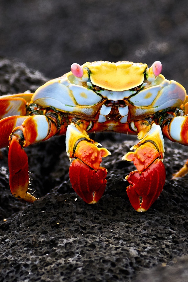 Большой краб на сером камне