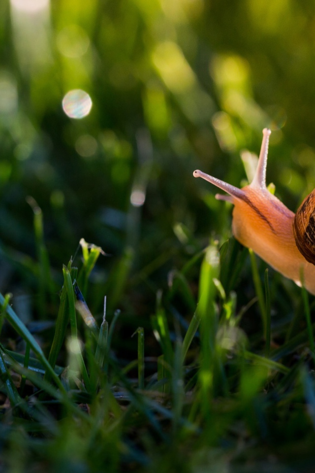 Big snail in the green grass
