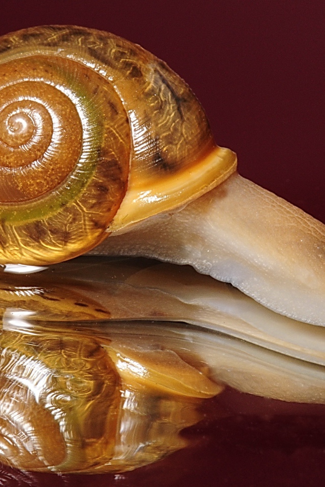 Большая улитка на красном фоне