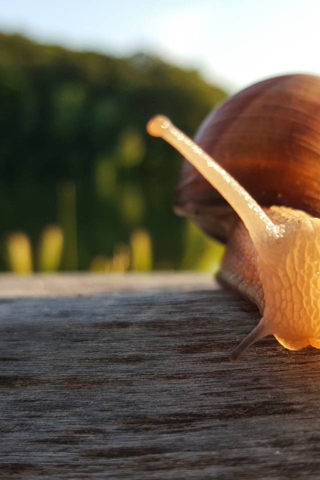 Большая улитка сидит на сухом дереве