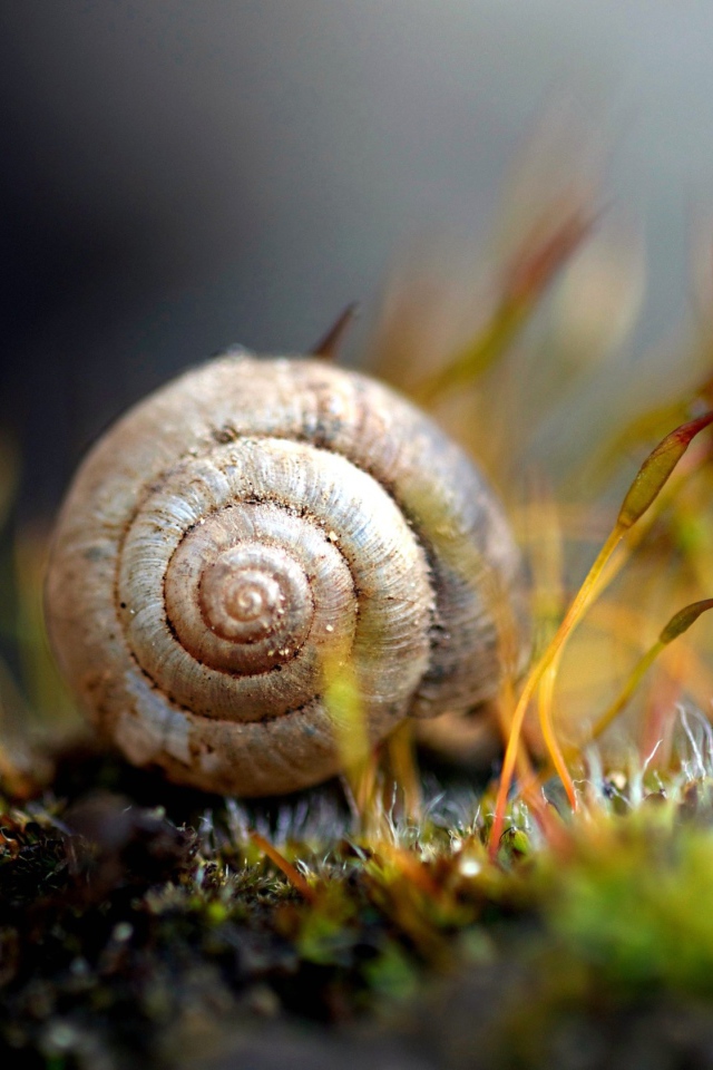 Улитка в ракушке на земле покрытой мхом