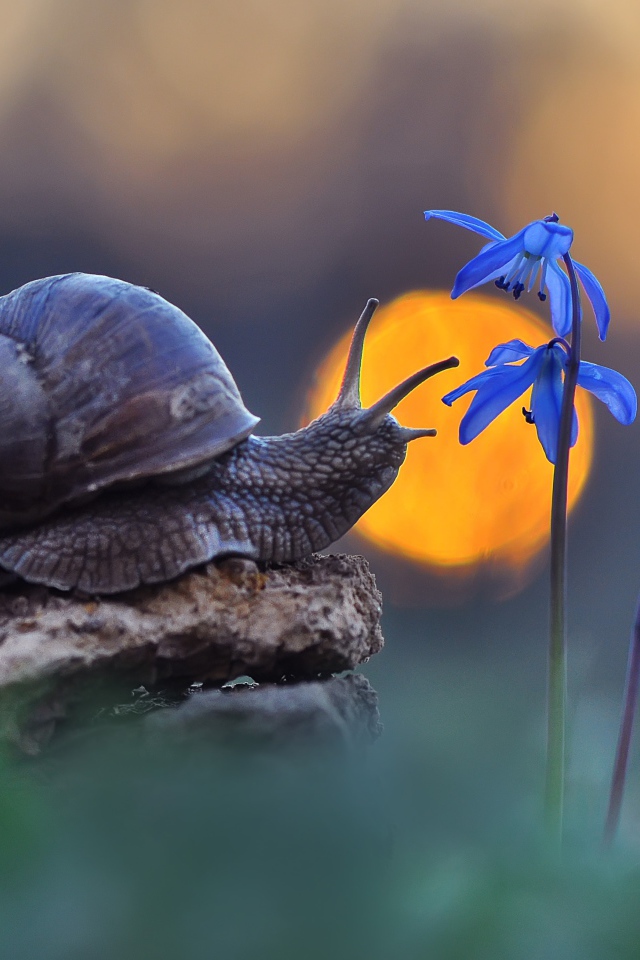 Улитка сидит на камне у голубого цветка 