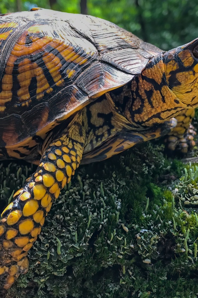 Большая черепаха на покрытом мхом камне