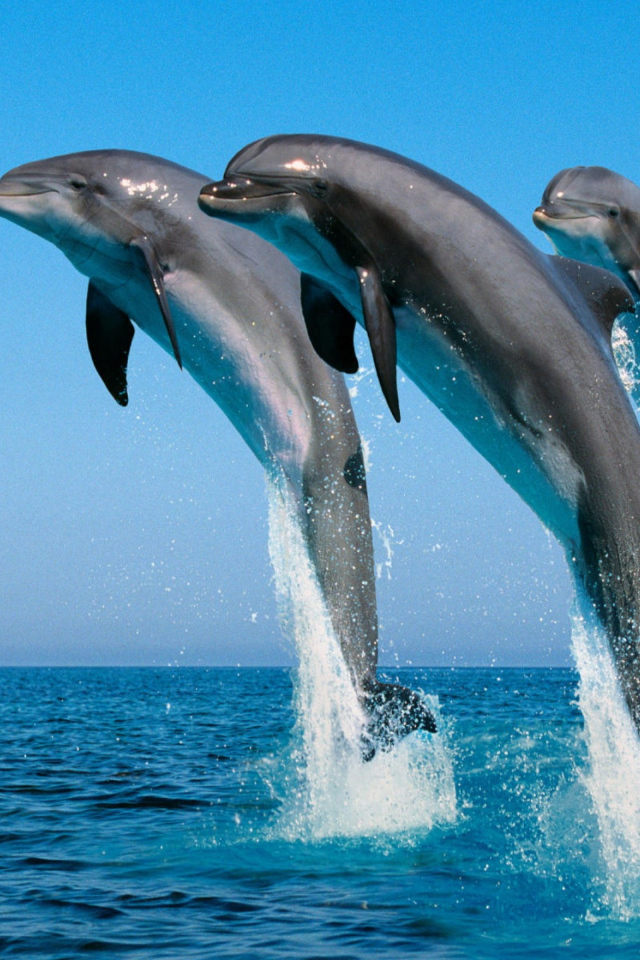Три дельфина выпрыгивают из воды на фоне голубого неба