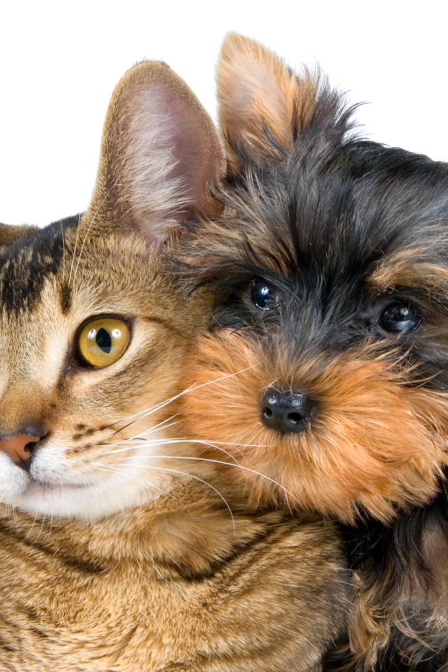 Большой серый кот и йоркширский терьер на белом фоне