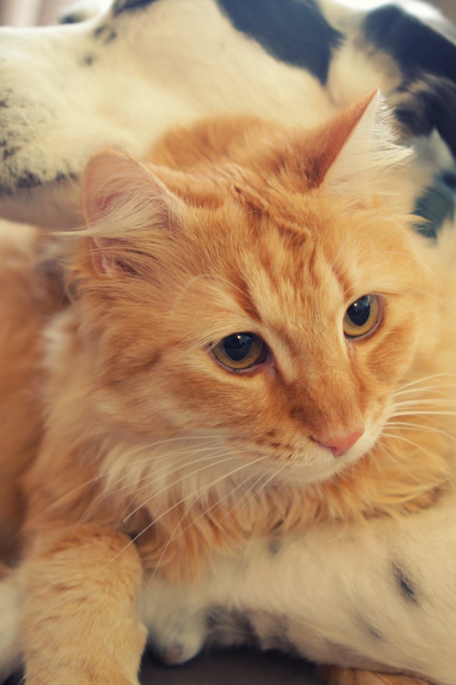 Большой рыжий кот лежит с собакой 