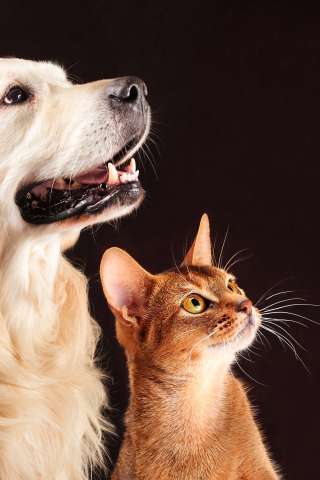 Золотистый ретривер с коричневым котом на смотрят на хозяина