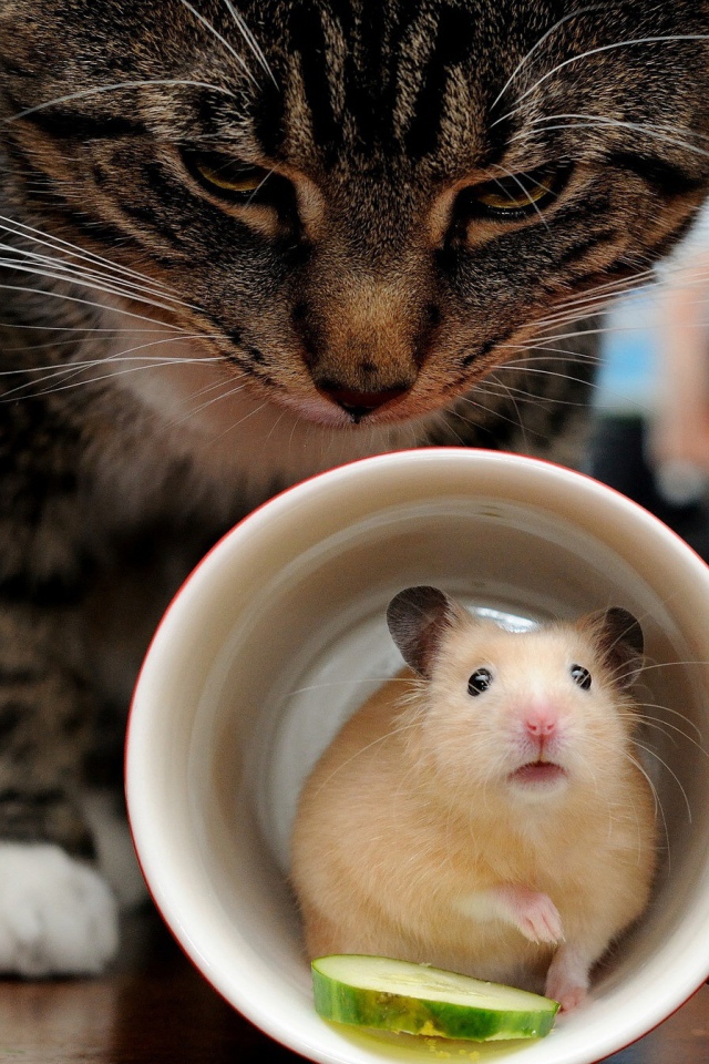 Хомяк прячется в чашке от серого кота