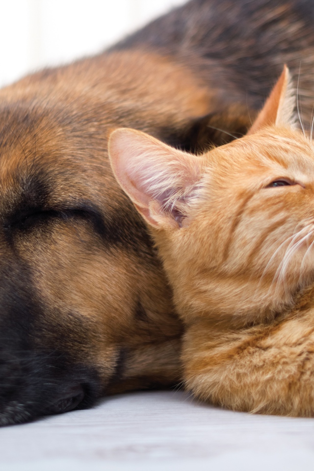 Собака спит с рыжим котом 