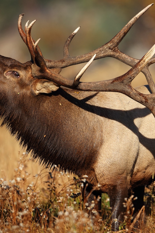 Большой олень с рогами в траве