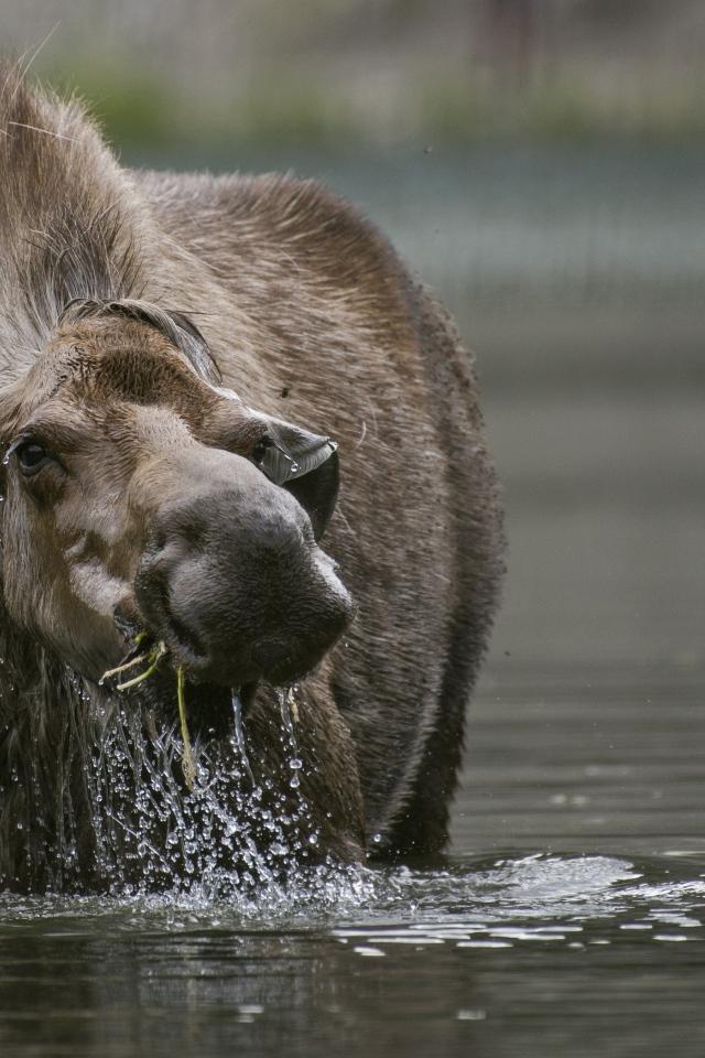 Большой лось стоит в воде 