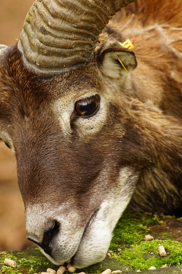 Большой муфлон ест корм