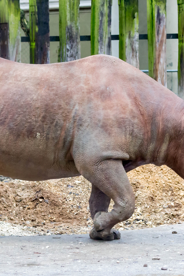 Большой носорог у забора в зоопарке