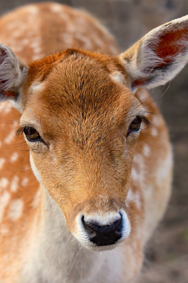 Олень крупным планом 
