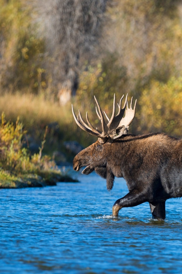 Лось с большими рогами переходит реку