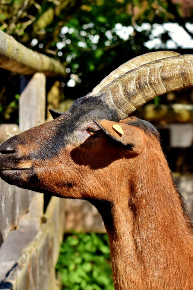 Коза с длинными рогами в зоопарке 