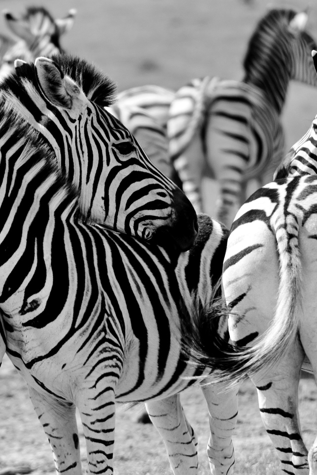 Стадо полосатых зебр черно белое фото 