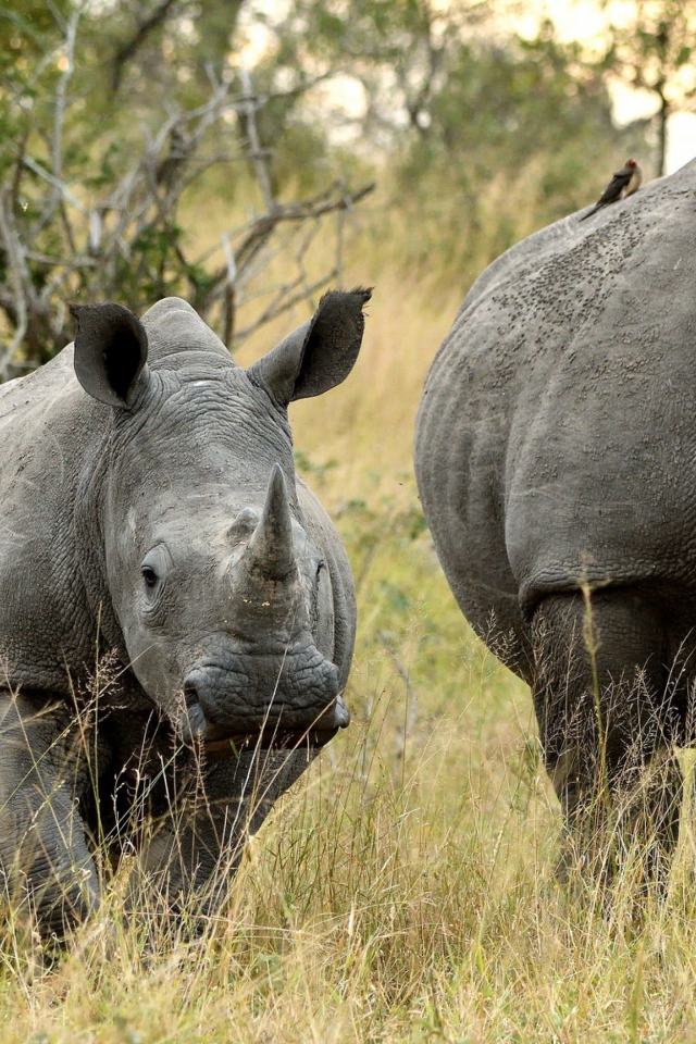 Семья носорогов идет по траве