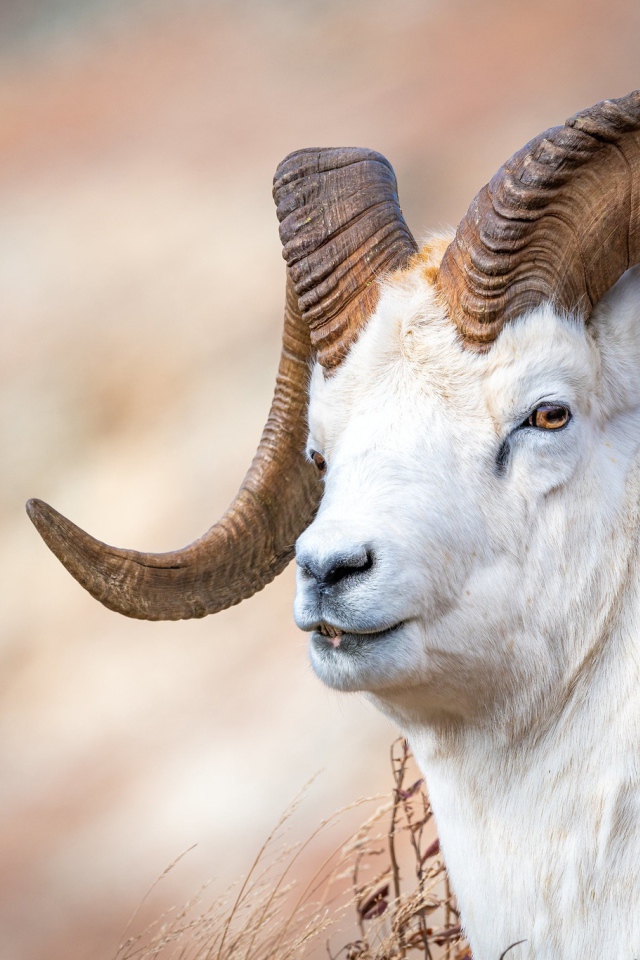 Белый горный козел с большими рогами