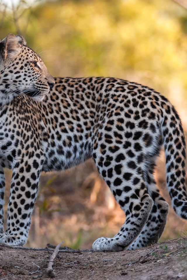 Красивый пятнистый леопард стоит на дороге