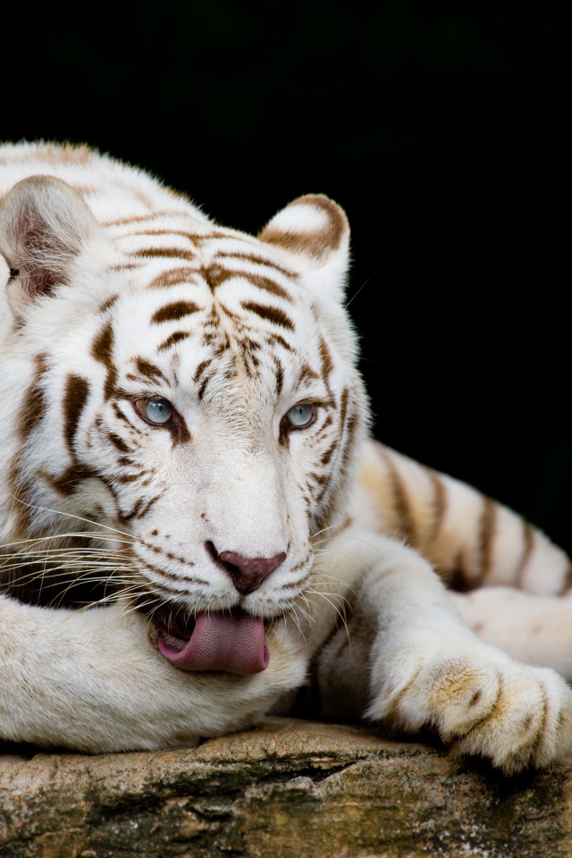 Большой голубоглазый белый тигр лежит на камне