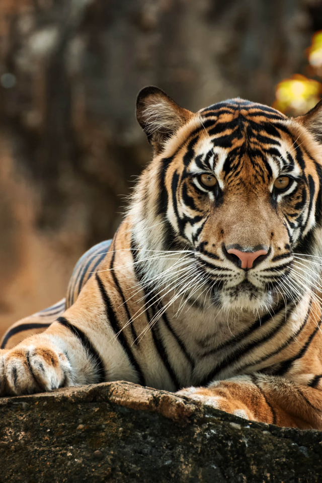 Большой полосатый тигр лежит на камне