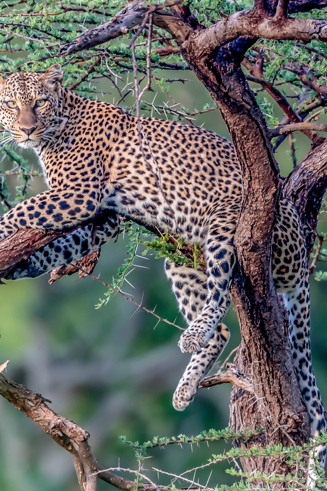 Большой пятнистый леопард лежит на дереве