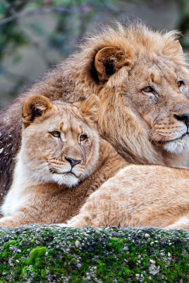 Лев и львица лежат на покрытом мхом камне