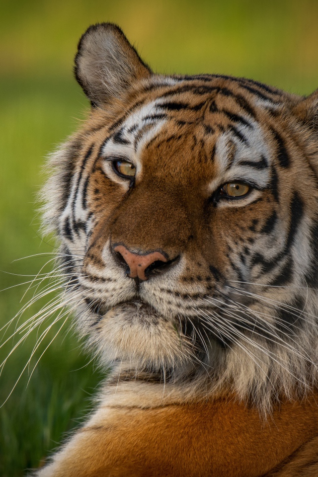 Полосатый тигр с большой мордой лежит на зеленой траве