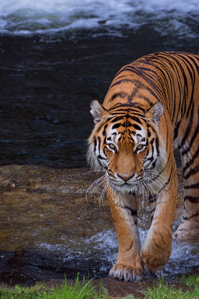 Beautiful big striped tiger walks on water