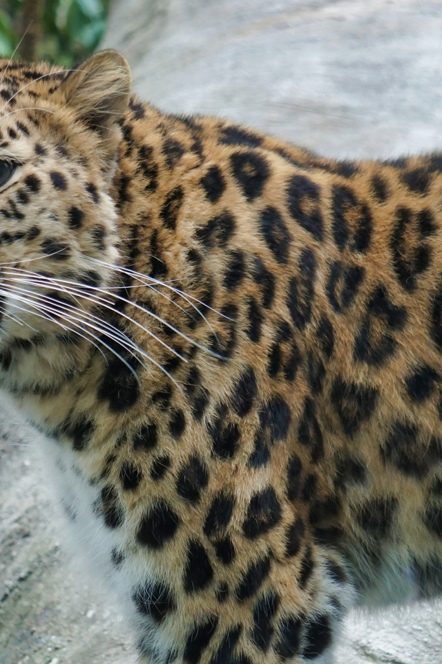 Красивый пятнистый голубоглазый леопард