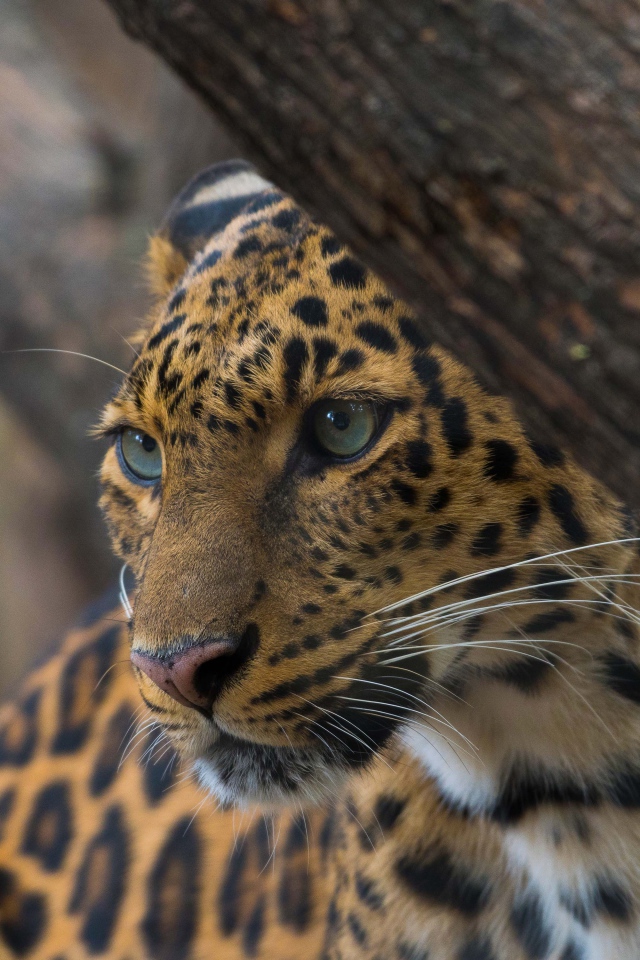Красивый пятнистый леопард у дерева 